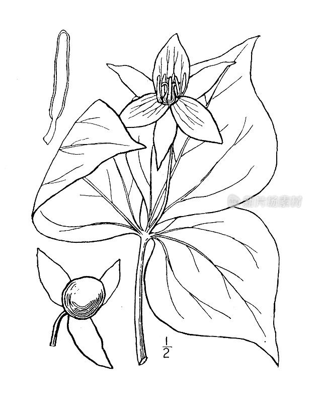 古植物学植物插图:万年莲，臭知更鸟