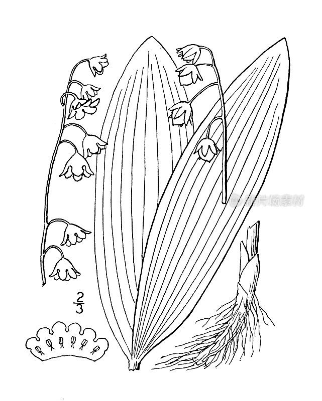 古植物学植物插图:铃兰，铃兰的山谷