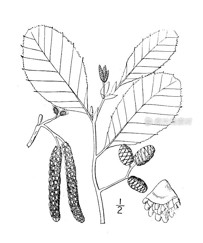 古植物学植物插图:桤木、赤杨