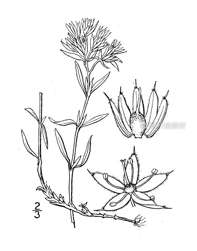 古植物学植物插图:银耳、银花