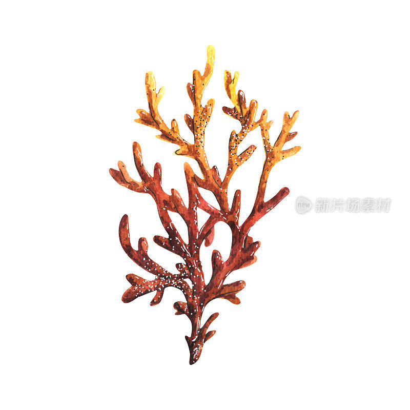 水彩插图的一个分支的红色海洋珊瑚。孤立的物体在白色背景上。用于设计和装饰明信片、海报、印刷品、横幅。