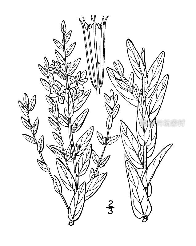 古植物学植物插图:千屈菜，翅角莲