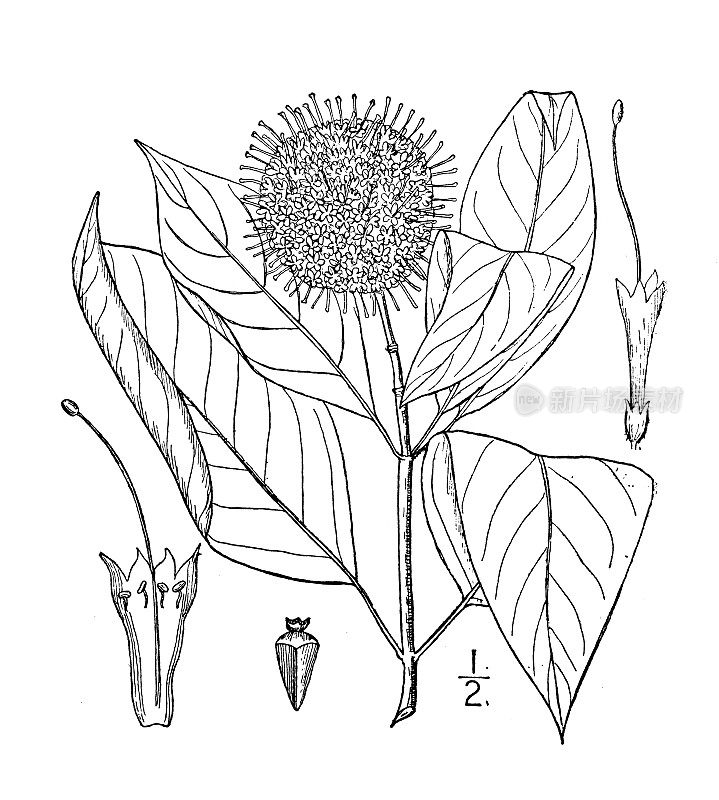 古植物学植物插图:西花头兰、钮扣树