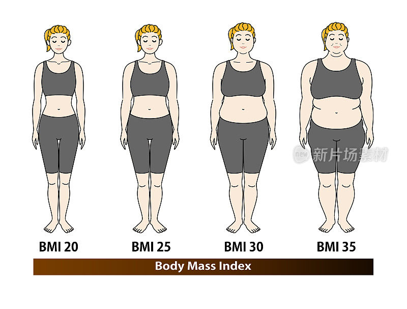 根据BMI指数，年轻女性的体型变化。插图。向量。