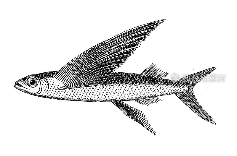 仿古生物动物学图像:黑翅飞鱼
