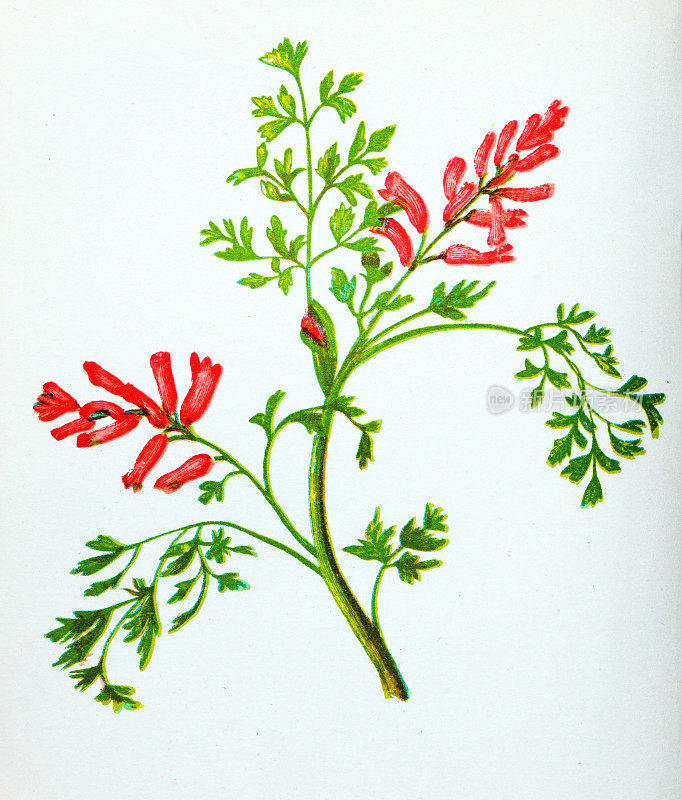 野生花卉的古董植物学插图:普通富马，富马