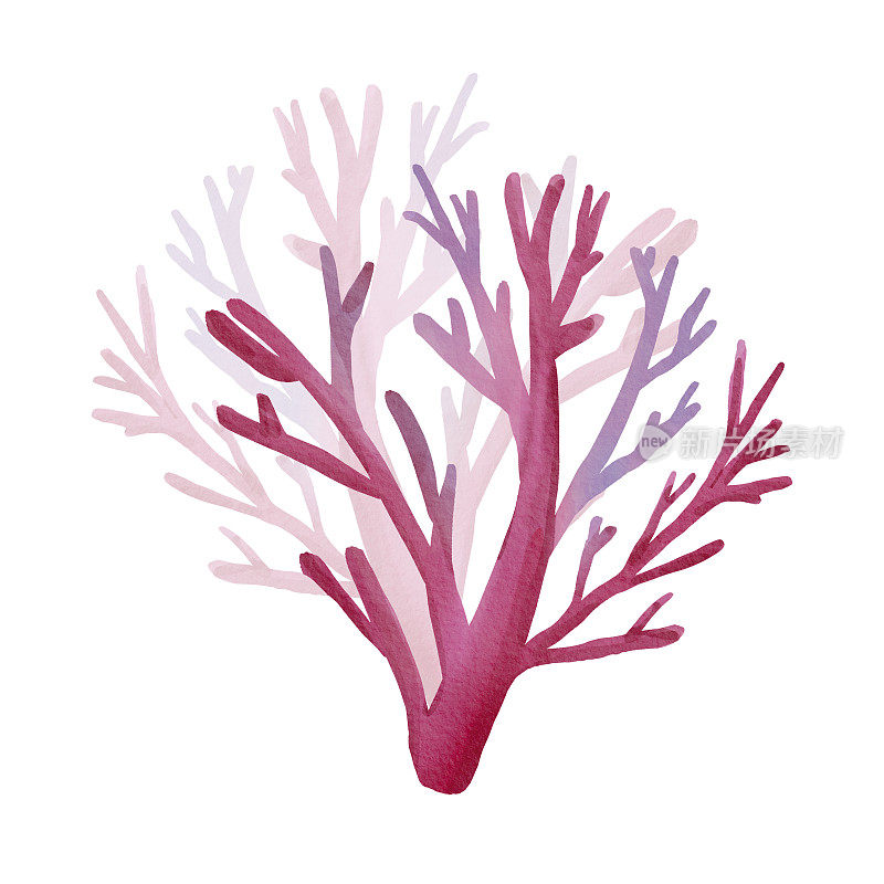 白色背景上孤立的粉红色水下珊瑚。海洋植物的水彩插图。树状珊瑚。卡通风格。适用于明信片、设计、海报、包装、服装。
