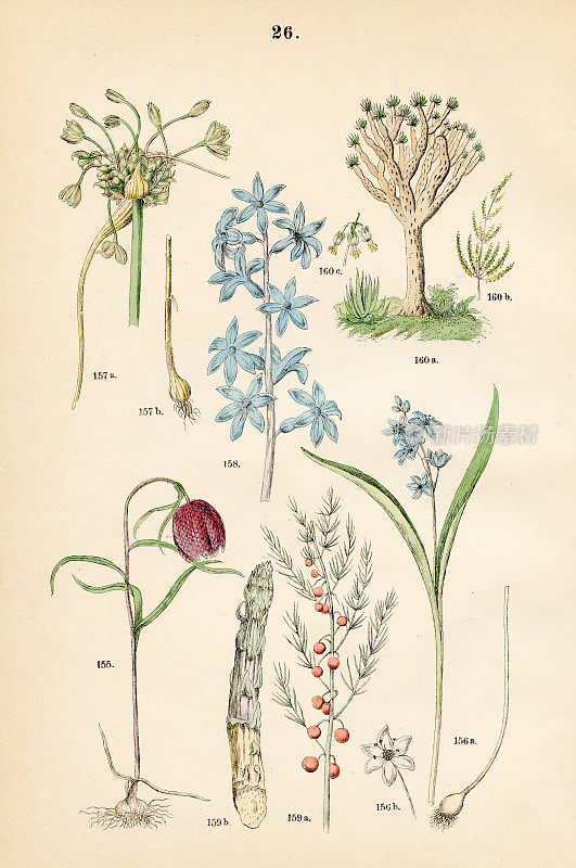 百合花，高山松鼠，田野大蒜，荷兰风信子，花园芦笋，龙树-植物插图1883