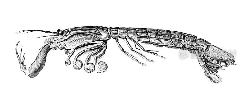 19世纪的螳螂虾虾虾的雕刻