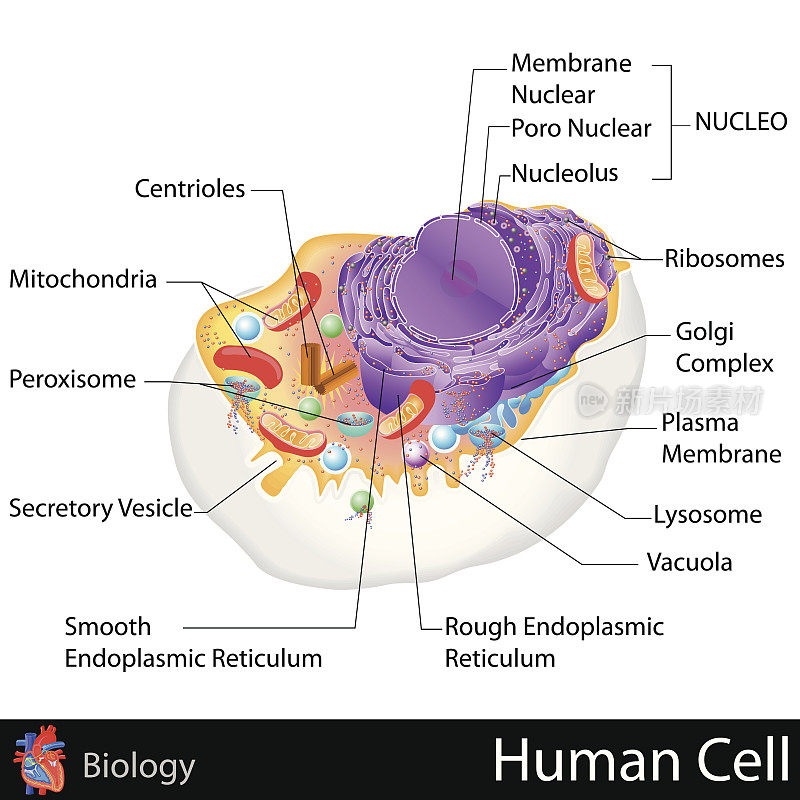 人类细胞