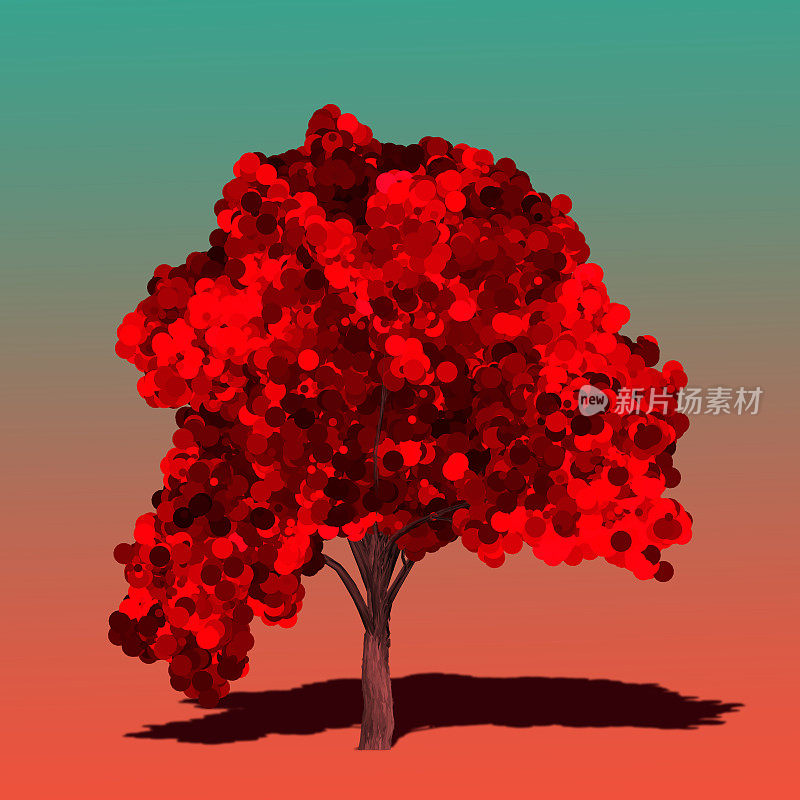 美丽的红树孤立。