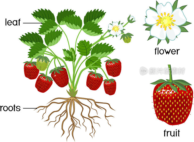 部分的植物。草莓植物形态与绿色叶片，红浆果，根系孤立在白色背景与标题