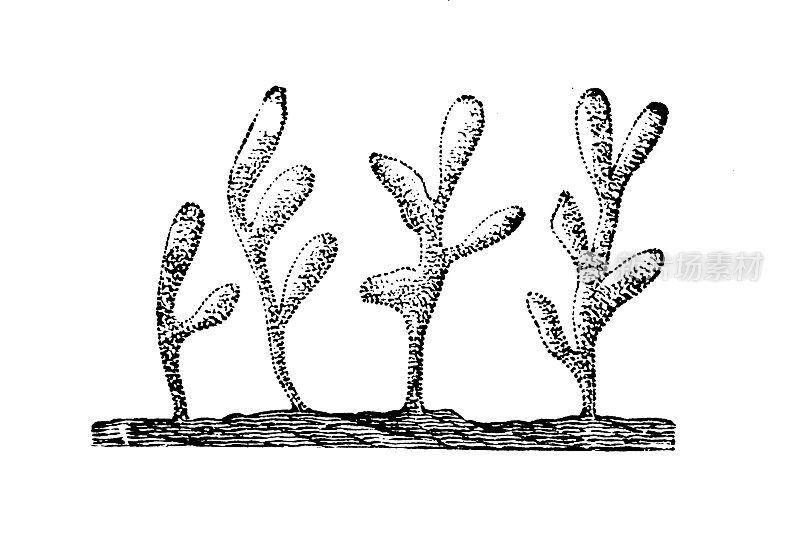 格蕾虫是格蕾虫科的一种钙质海绵
