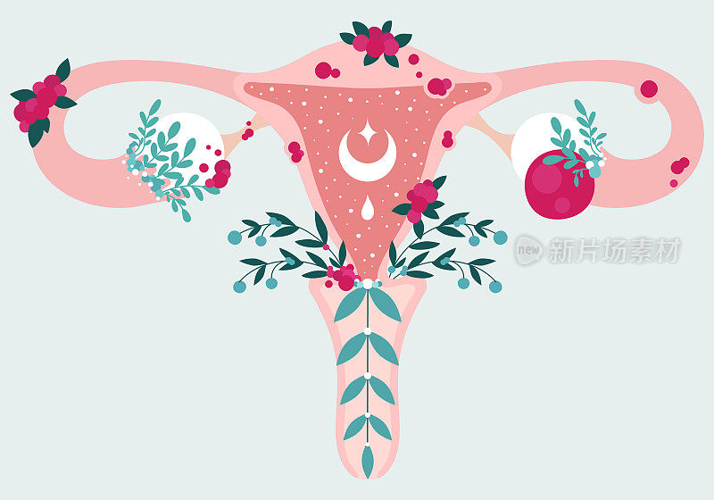 女性健康。子宫内膜异位症的解剖方案。子宫内膜疾病-生殖系统图