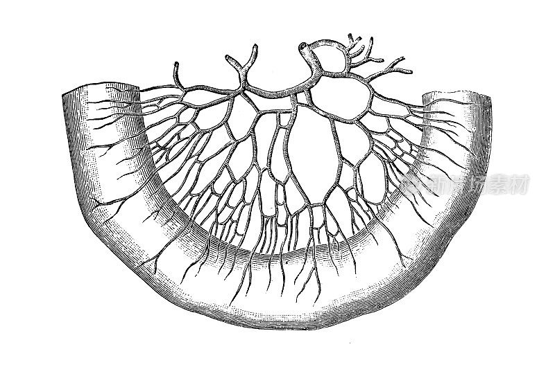 小肠的动脉血管弓