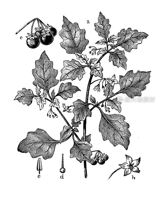 古董植物学插图:龙葵，黑色龙葵