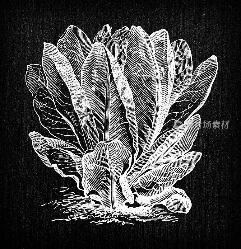 植物学蔬菜植物古董雕刻插图:长叶莴苣红莴苣