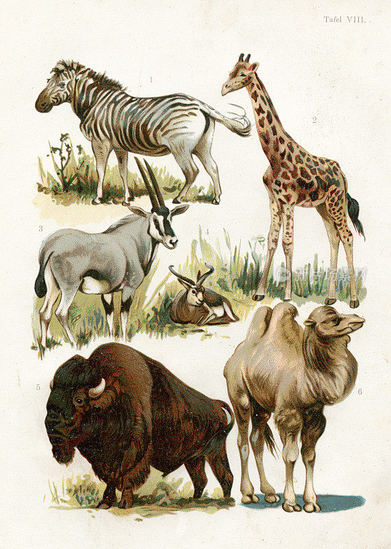 斑马，长颈鹿，瞪羚，野牛，骆驼彩印插图1891年