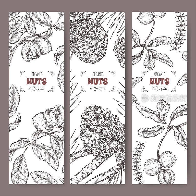 一套三个标签核桃，澳洲坚果和石松树枝素描。烹饪坚果系列。