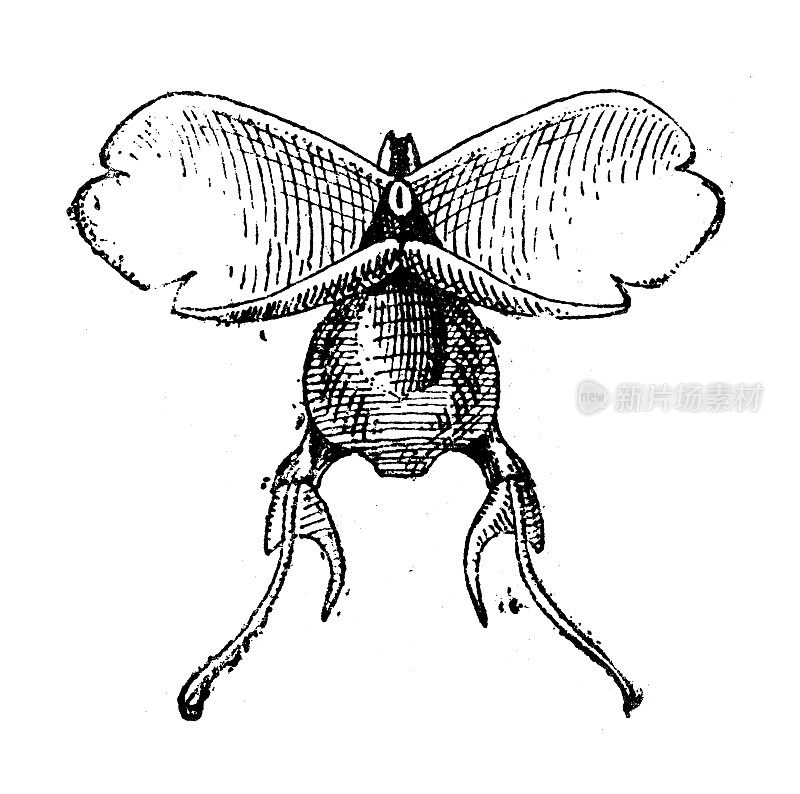 古董插画:翼足类，翼足类