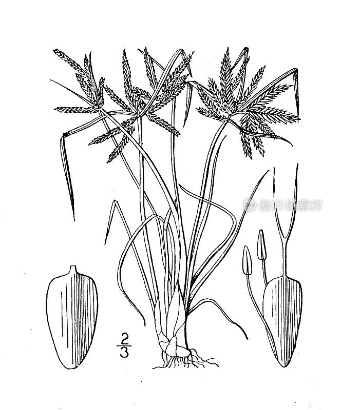古植物学植物插图:香附、香附