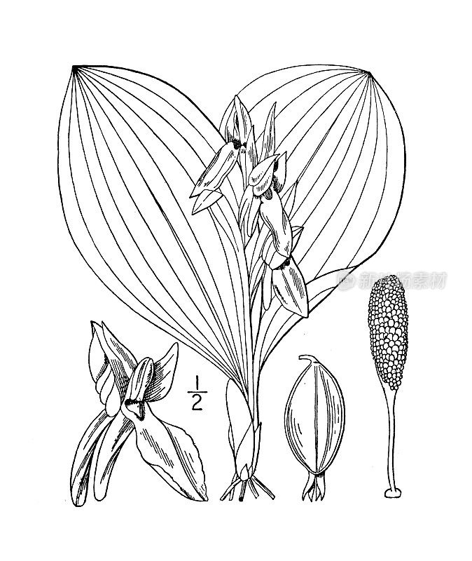 古植物学植物插图:兰花spectabilis，艳丽兰花