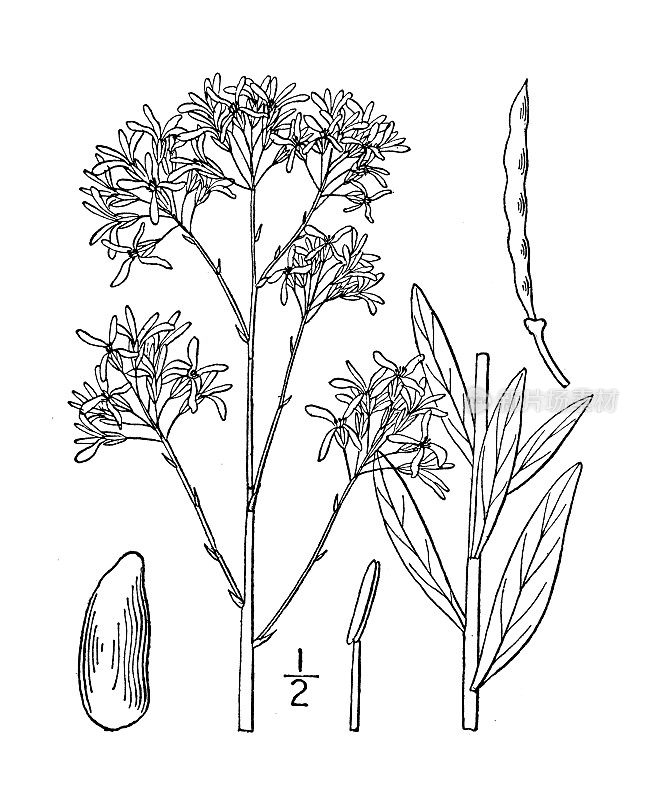 古植物学植物插图:全叶花药，全叶花药
