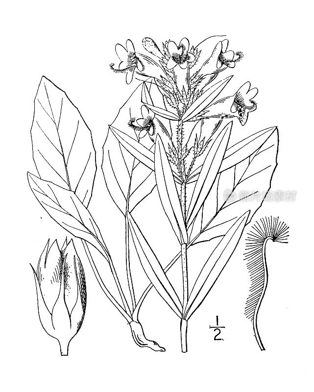 古植物学植物插图:五角峰，凤头须舌