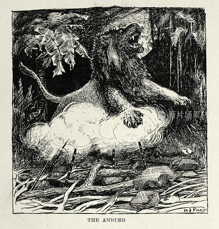 古董插图猎人伏击和狮子，用枪，藏在坑里，19世纪