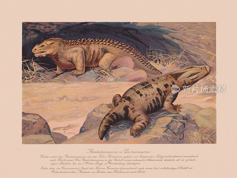 乳齿龙和Pareiasaurus(三叠纪，二叠纪)，彩色石刻，出版于1900年