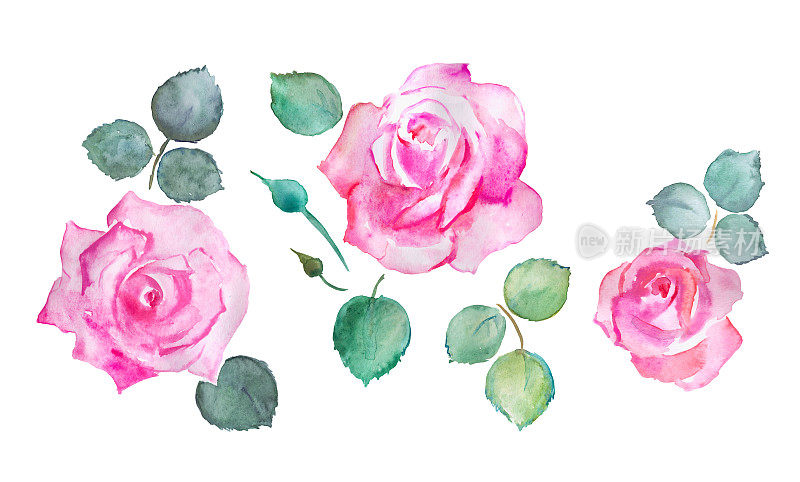 玫瑰，粉红玫瑰插图，花朵，水彩花卉插图