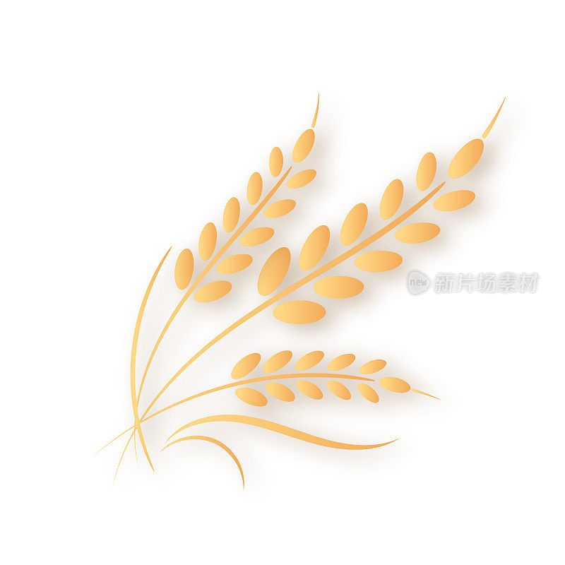 金色小麦穗收获装饰元素在透明的背景