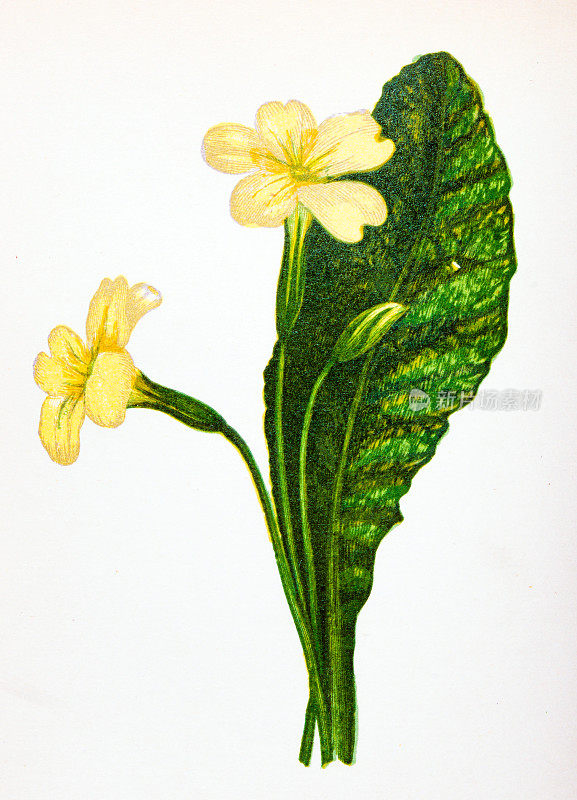 野生花卉的古董植物学插图:报春花，普通报春花