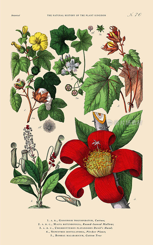 手工着色的植物雕刻，植物王国的历史，维多利亚植物插图，板70，大约1853年