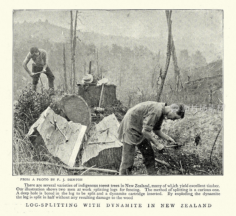 新西兰的伐木工人，用炸药劈柴，19世纪90年代维多利亚时代，19世纪，复古照片