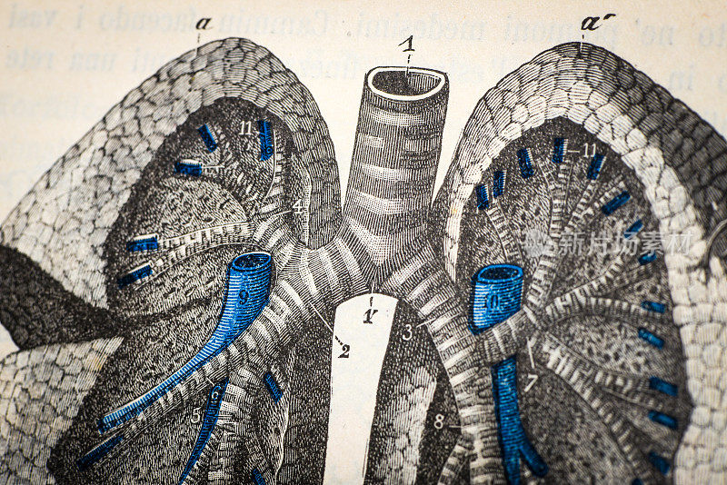 高分辨率古董医学科学插图:气管、支气管、肺