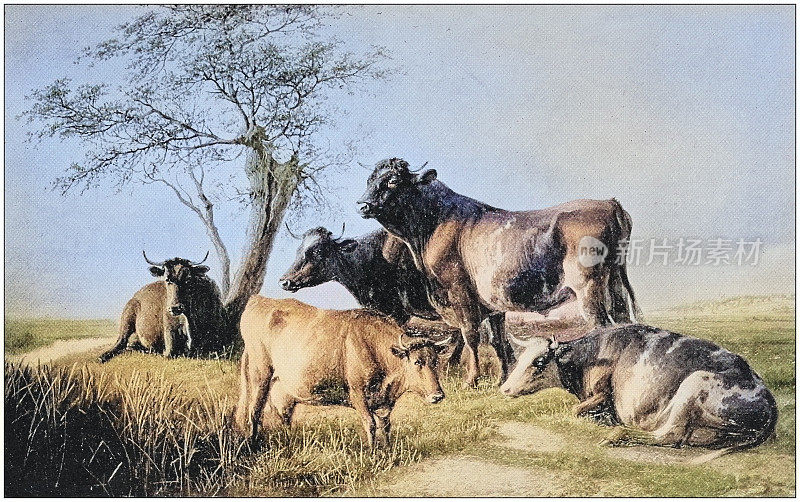 古董画照片:牛
