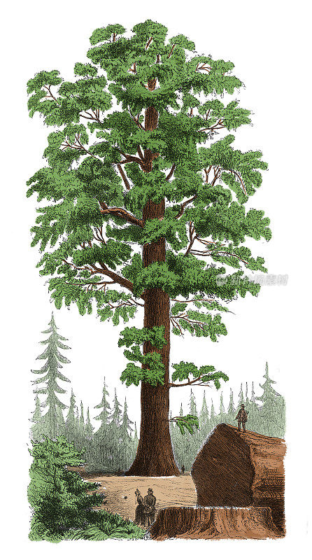 巨型红杉(古植物雕刻)