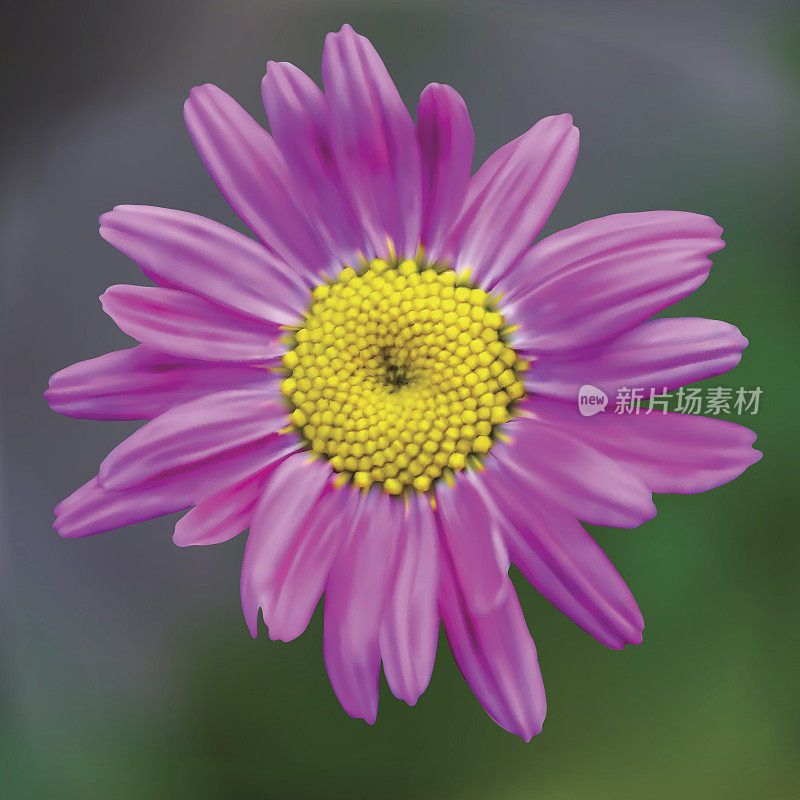 绿色背景上的一朵紫色雏菊
