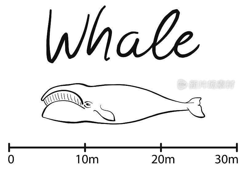 蓝鲸的剪影，蓝鲸孤立的黑白矢量