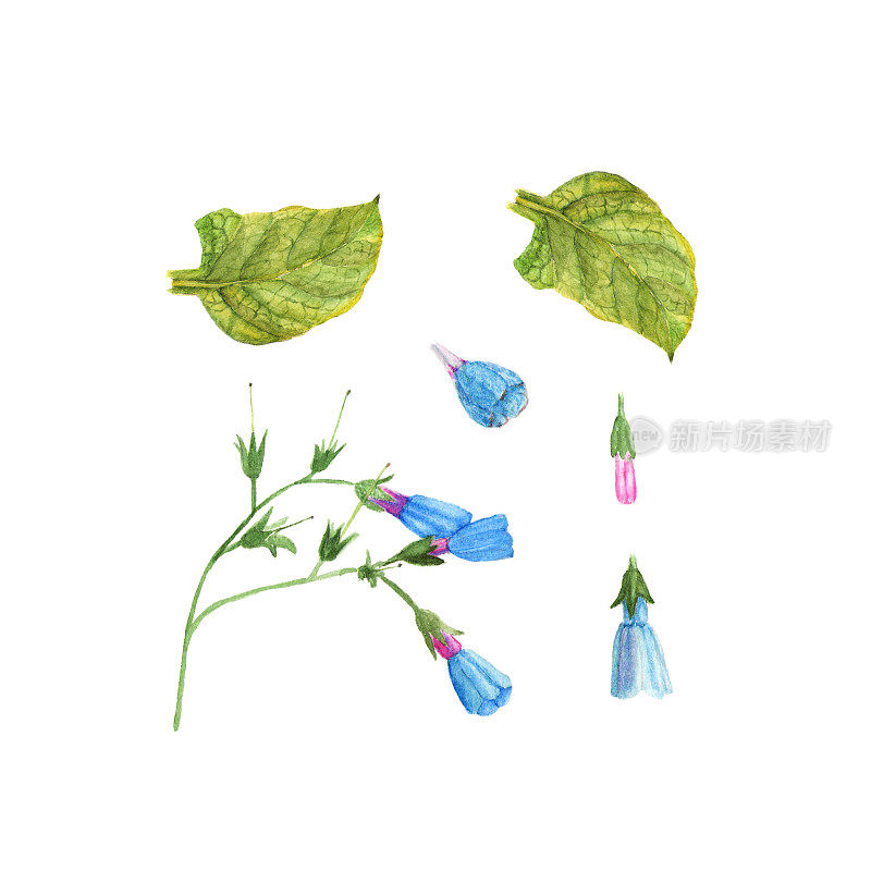 手绘花园蓝铃草，钟花，水彩插图孤立在白色
