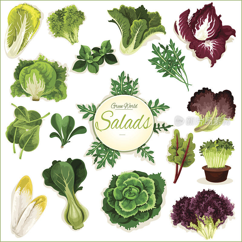 沙拉蔬菜，绿叶蔬菜矢量海报