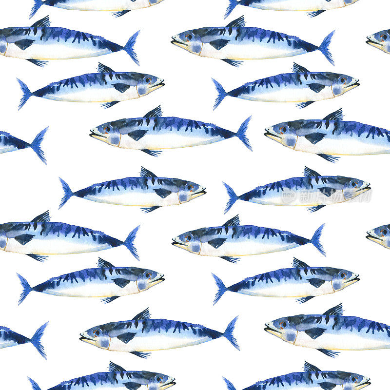 无缝背景水彩祝愿黑鱼。手绘绘画模式与海鲜在一个白色的背景。海鲜菜单。蓝色的鲭鱼
