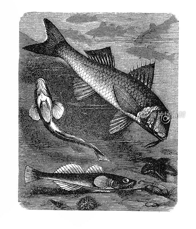 红鲻鱼(梭鱼)和黑鰕虎鱼(黑鰕虎鱼)