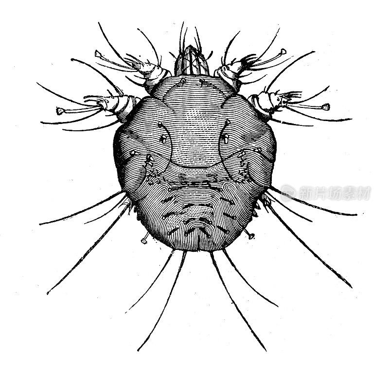 古玩动物插图:疥螨(疥螨)