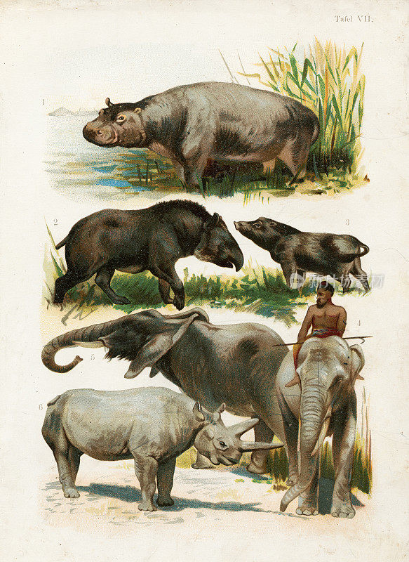 河马，貘，猪，印度象，非洲象，犀牛彩色印刷插图1891年