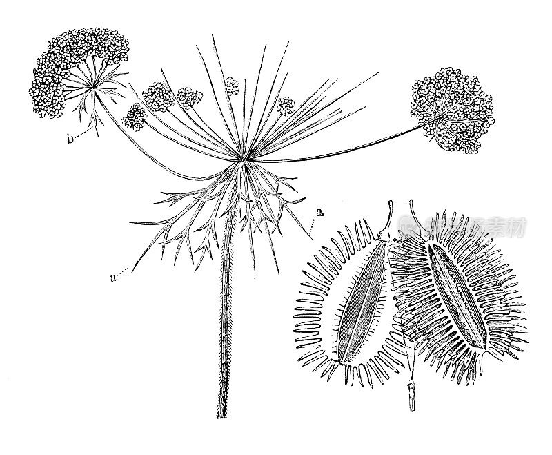 古董植物学插图:胡萝卜、野胡萝卜