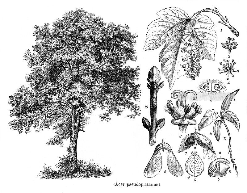 槭枫树槭假植物图1898年