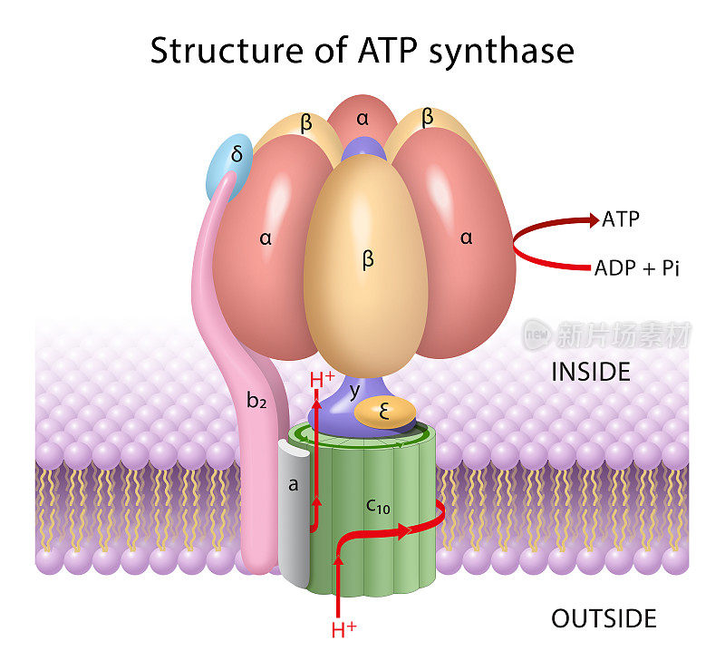 ATP合酶的组成部分，一个旋转马达