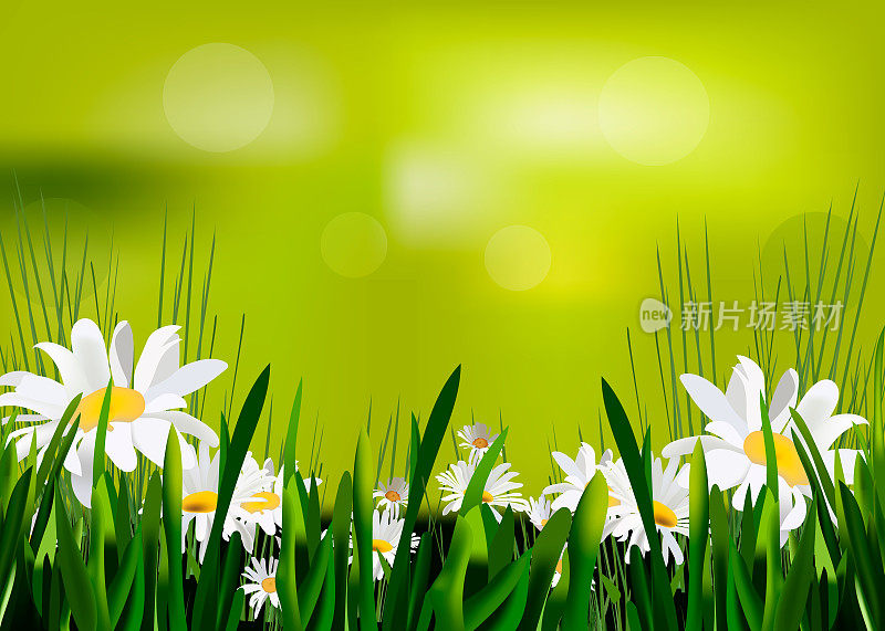 春天的背景是洋甘菊，绿草如茵，天空湛蓝。